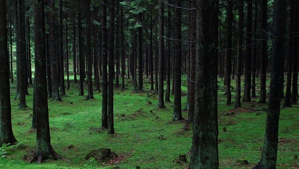 Træ i Byggeriet om omlægning af skov: Det er tid til at råbe vagt i gevær