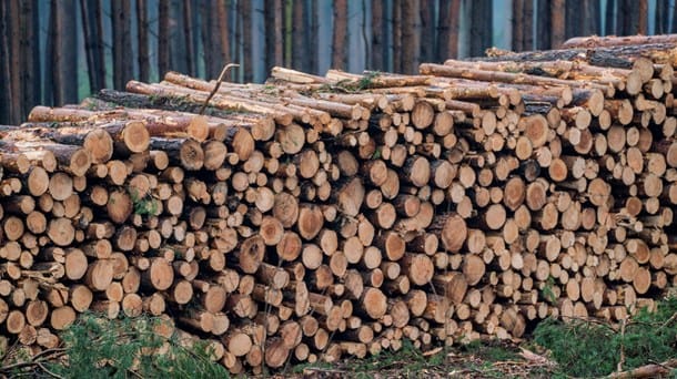 Træ i Byggeriet: Vend hockeystaven om – de grønne løsninger eksisterer allerede