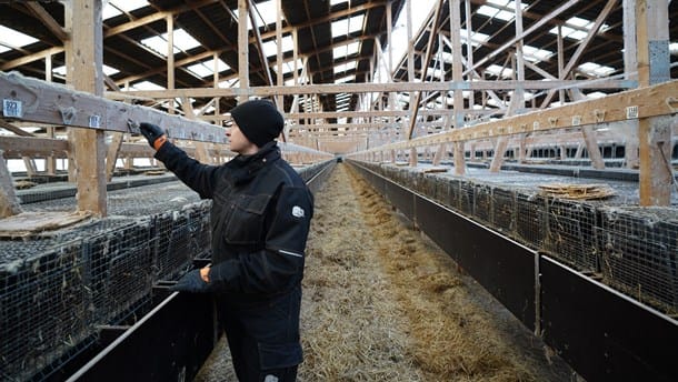 Minkavlernes stemme i Bruxelles: ”Den europæiske pelsbranche vinder på Danmarks forsvinden fra markedet”