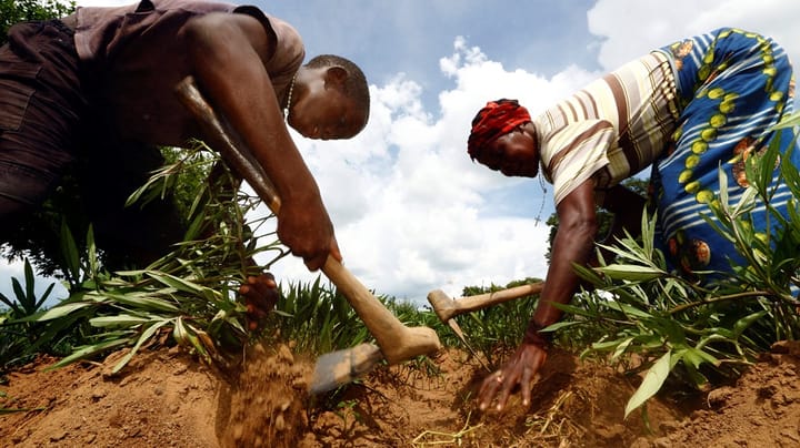 NGO’er og virksomheder: Brug agro-økologi i kampen mod sult og klimaforandringer 