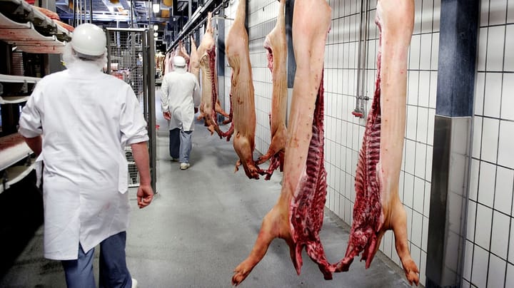 Svineslagterier: Debatten om kød er alt for konfrontatorisk