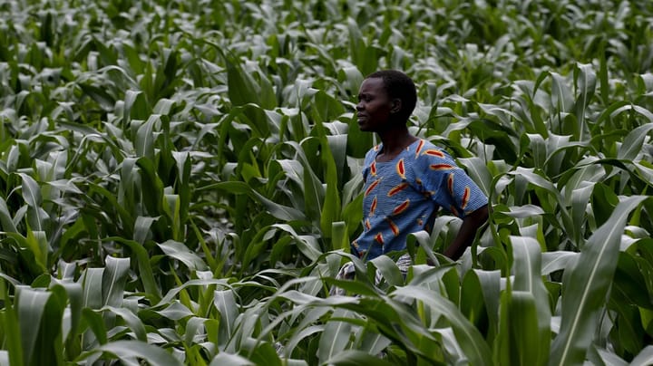Care og L&F: De fattigste lande kalder på bistand til landbrug og klimatilpasning