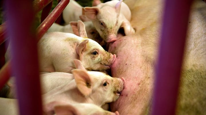 Dyrlægeforeningen kritiserer EU-forordning: Danske dyrlæger tvinges til at øge forbruget af antibiotika