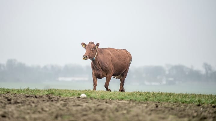 Økologisk Landsforening midt i landbrugsforhandlinger: Dyr og natur betaler prisen for ensidigt fokus på klima