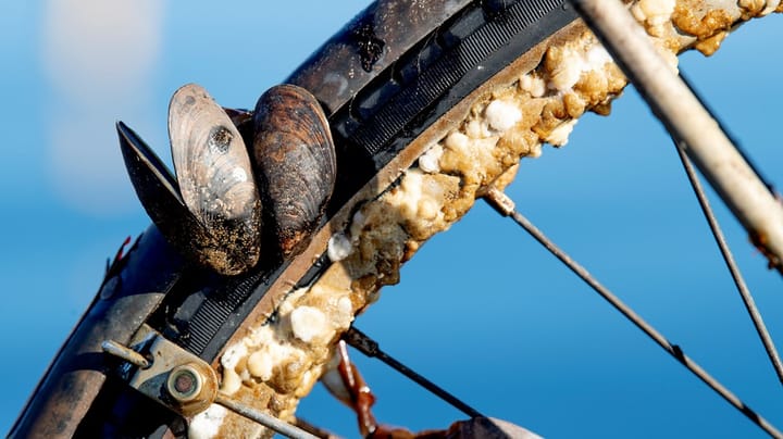 Forening: Ti års misforvaltning af hjertemuslingfiskeriet skal stoppes nu