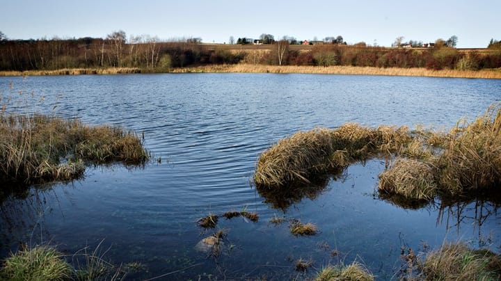 Cowi-ekspert: Andre EU-lande overvejer at udskyde mål for vandmiljøet