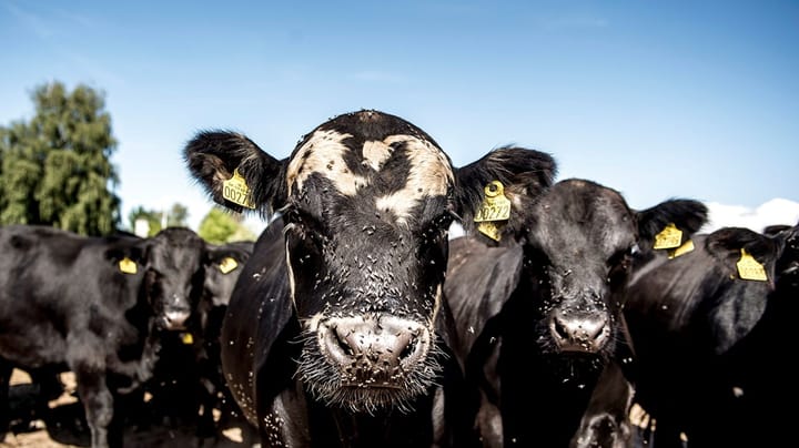 EU-Kommissionen dumper dansk klimaplan for husdyrproduktion