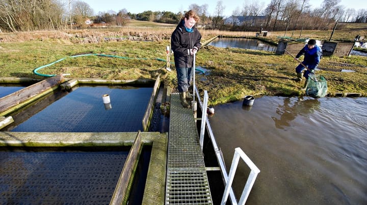 Foreninger: Udkast til ny akvakulturstrategi efterlader meget lidt rum til økologi og dyrevelfærd