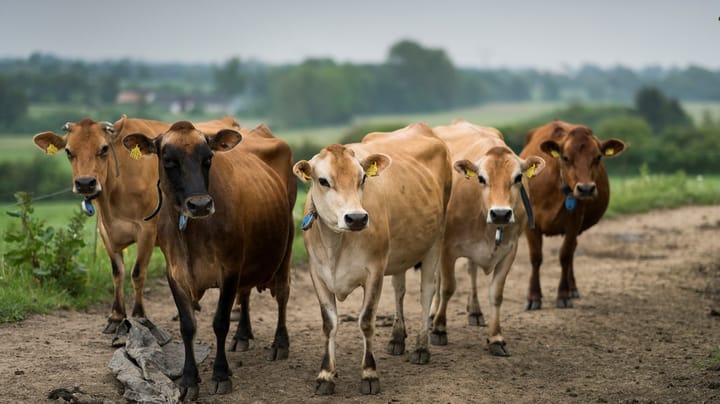 Koprutter og kødsovs: Derfor skændes Frederiksen og Ellemann om CO2-afgift på landbruget