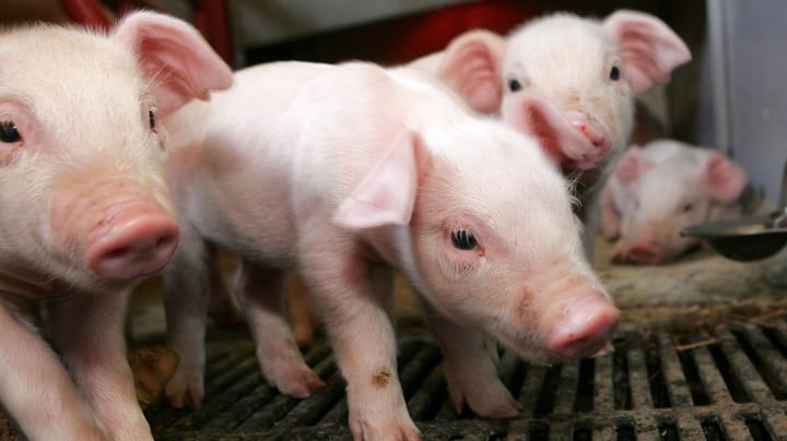 Bioetiker: Vil vi være dem, der reducerer dyr til produktionsenheder?
