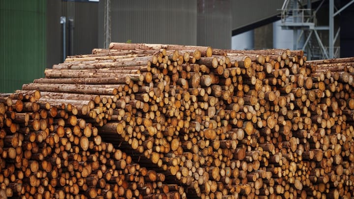 Klimabevægelsen til Dansk Skovforening: Vi bør som foregangsland tage ansvar for udledninger fra biomasse