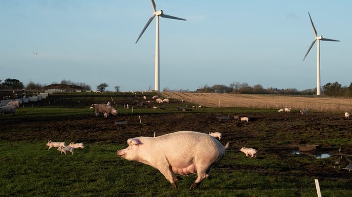 Forskere: Dyrevelfærdsmærke på grisekød bør gentænkes efter nederlandsk forbillede