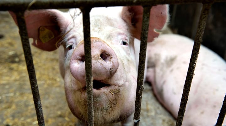 Dyrevelfærden halter igen-igen på svinebesætninger: Knap hver tredje overtræder loven