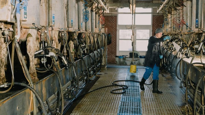 Klimarådet: Færre landmænd skal producere oksekød og mælk, hvis Danmark vil nå klimamålene