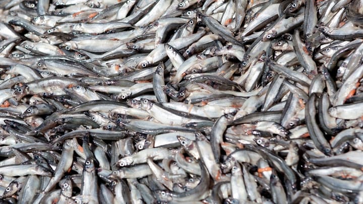 Brancheforening til biolog: Det er forkert, at fiskeriet "tømmer havområder for liv”
