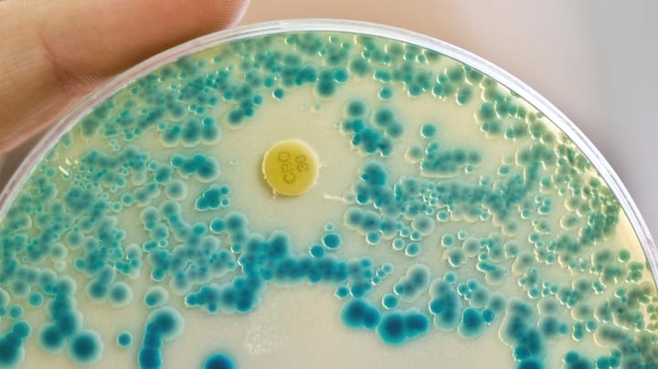 Ny alliance med Novo og Pfizer går til kamp mod farlige bakterier: "Jeg er alvorligt bange for, at vi ender med ikke at kunne behandle folk"