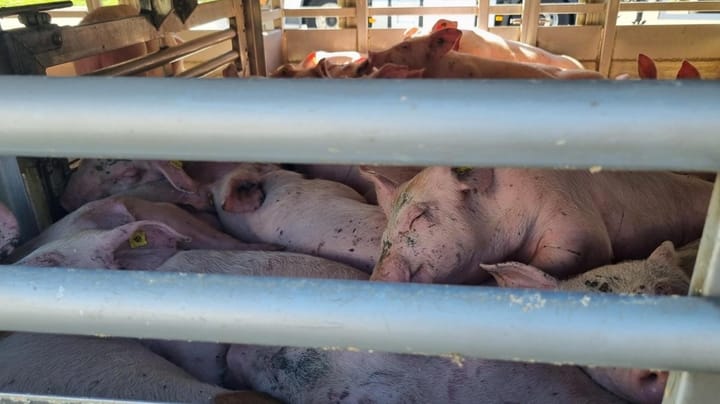 Vognmænd går til EU med klage over regeringens nye højdekrav på svinetransporter