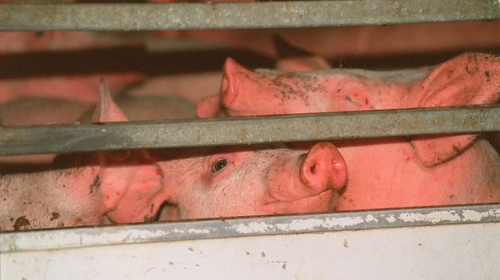 Marianne Vind: Manglende højdekrav til grisetransporter er noget svineri