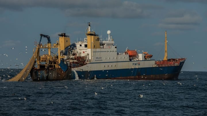 Danmarks Fiskeriforening svarer igen: Nej, Alexander Holm, et trawlforbud giver ikke flere fisk i havet
