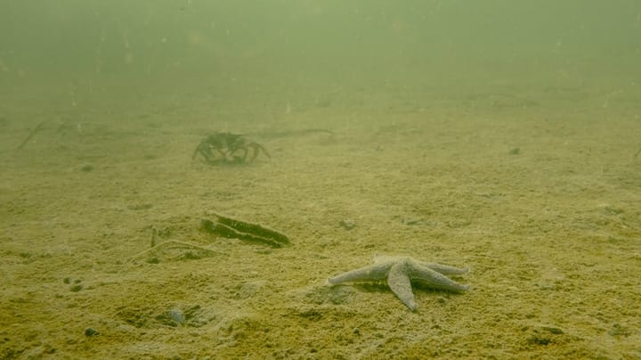 Nu starter kampen mod døde havbunde. Naturforkæmpere frygter teknisk kneb fra regeringen
