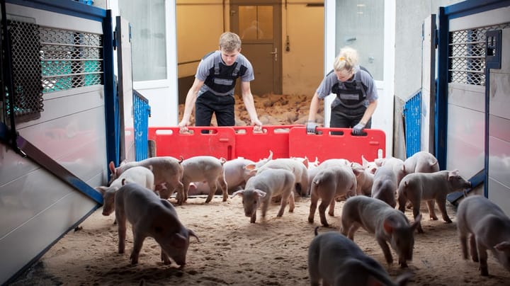 L&F: Kommissionens forslag om dyretransporter mangler faglig evidens. Men den skal bare kigge mod Danmark