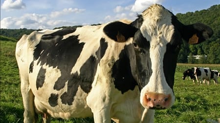 Landbrug: Lad vores køer prutte i fred