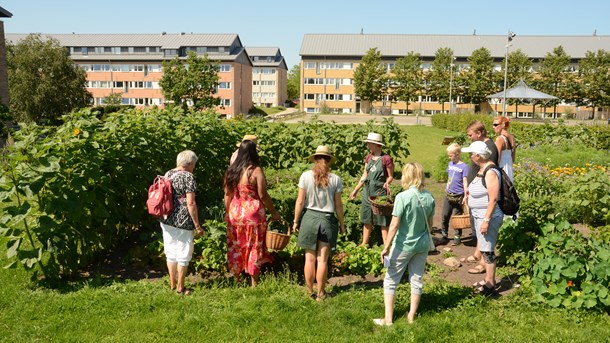 Fælleshaver har skabt nye relationer i et belastet boligområde i Helsingør. Folkene bag projektet har samlet deres erfaringer i en gratis guide med 84 siders værktøjer.